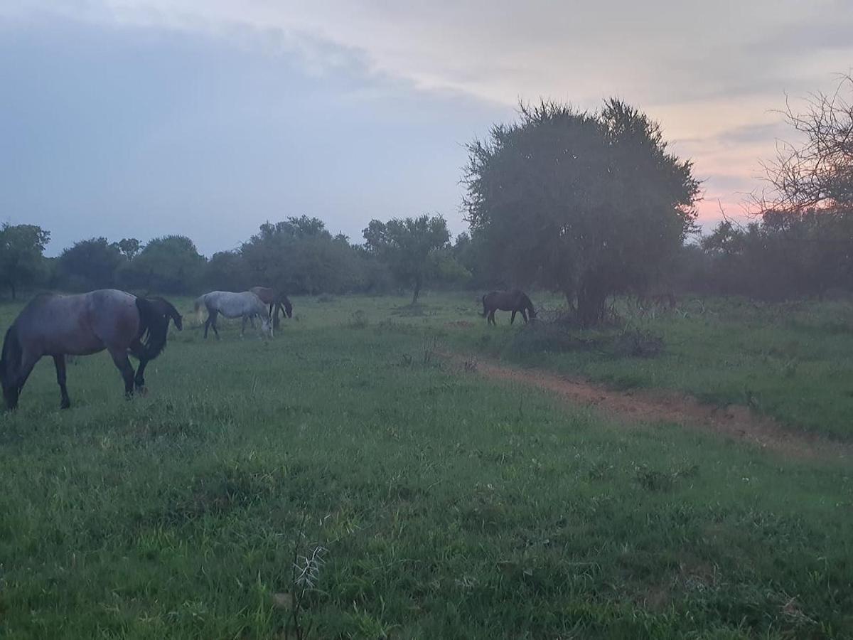 636 Itaga Safari Lodge, Mabalingwe Nature Reserve Mabula Game Reserve 外观 照片